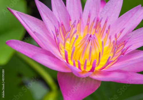 Close up of yellow and pink lotus flower in the garden. It was beautifully blooming.