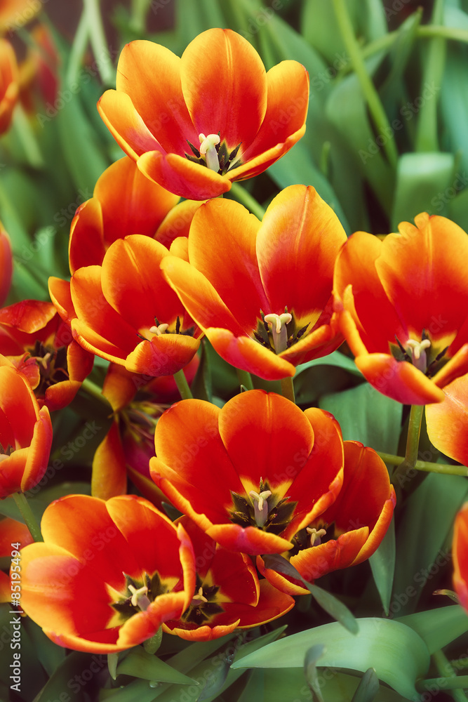 Bright red tulips blooming in the flowerbed