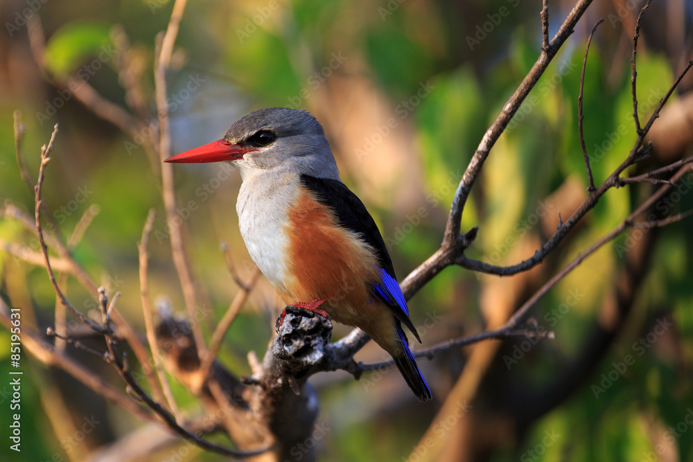 Fototapeta premium Graukopfliest