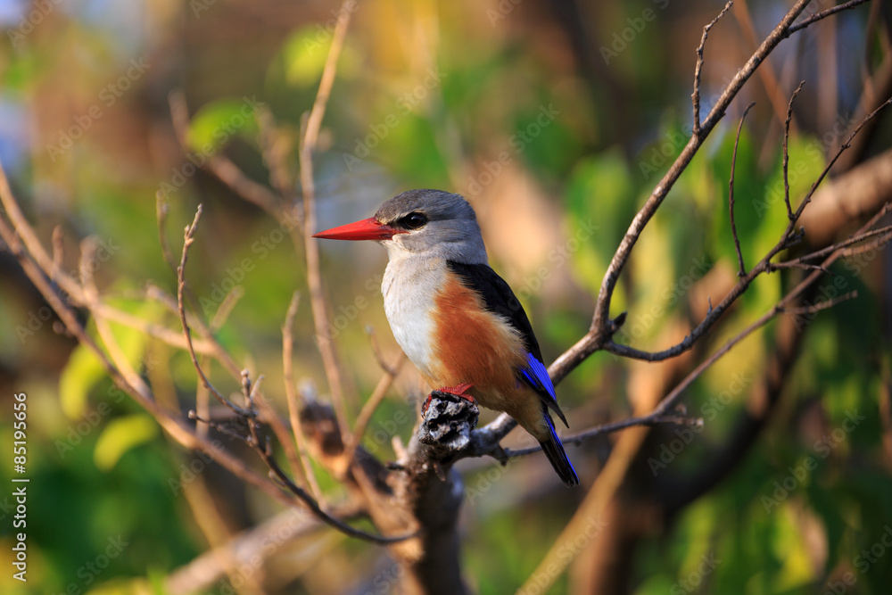 Fototapeta premium Graukopfliest