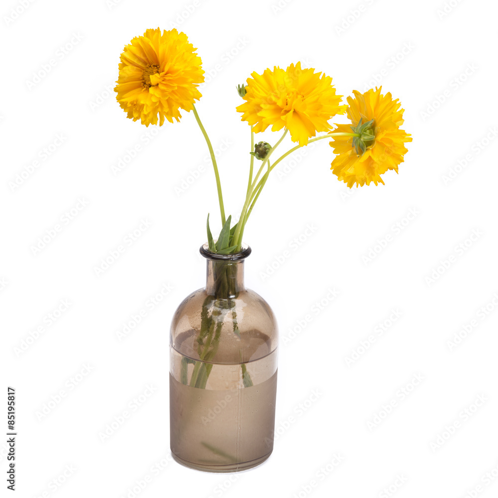 custom made wallpaper toronto digitalCoreopsis in vintage vase isolated on white background