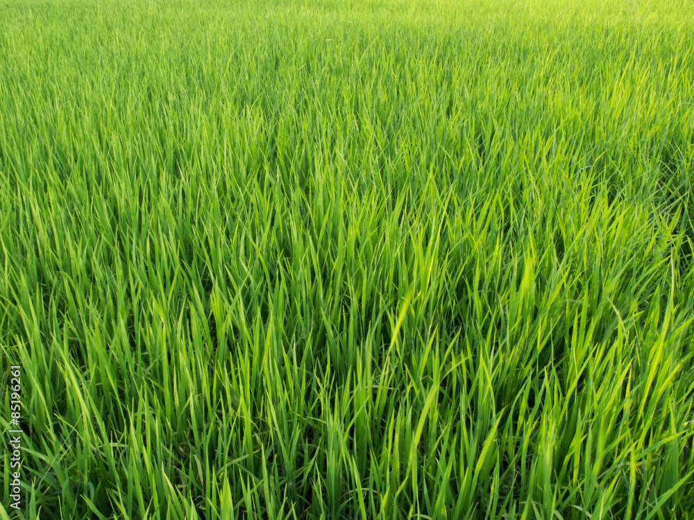 Green color rice field younger.