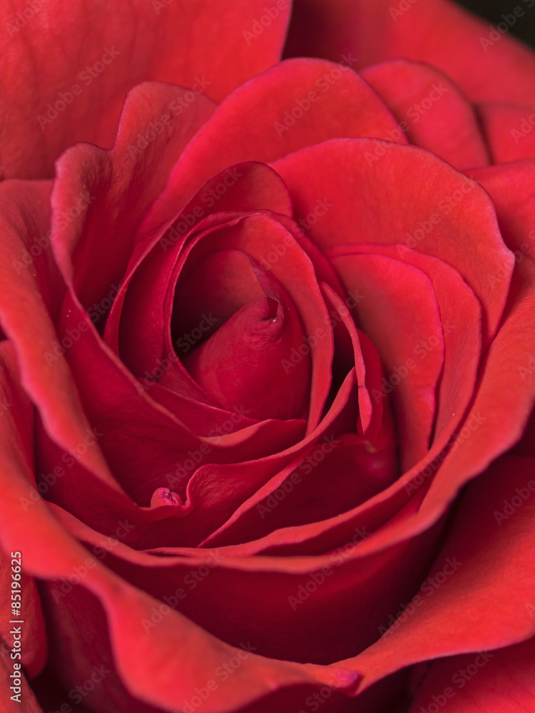 Red rose blossom, Rote Rosenblüte Red rose blossom, Rote Rosenblüte