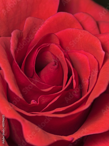 Red rose blossom  Rote Rosenbl  te