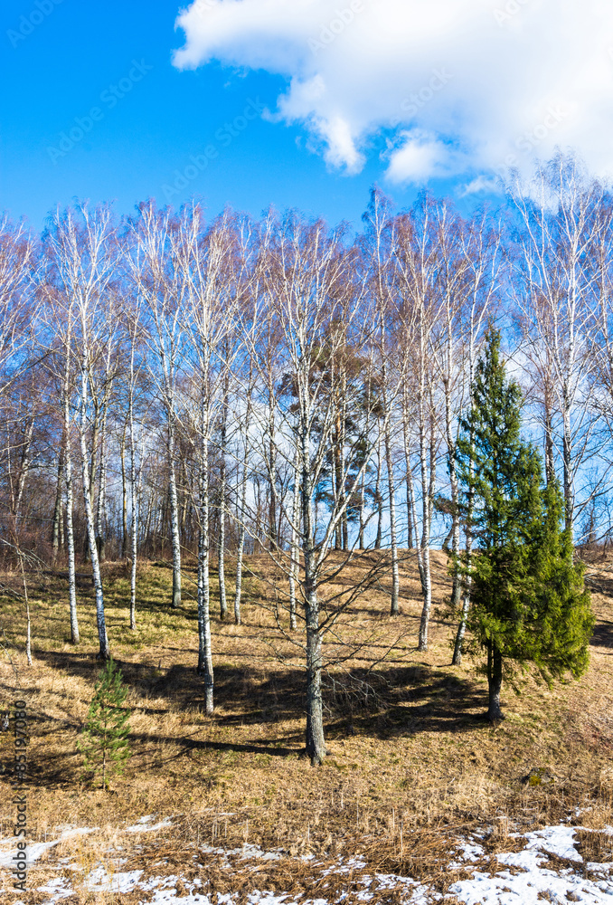 Obraz premium Spring landscape.