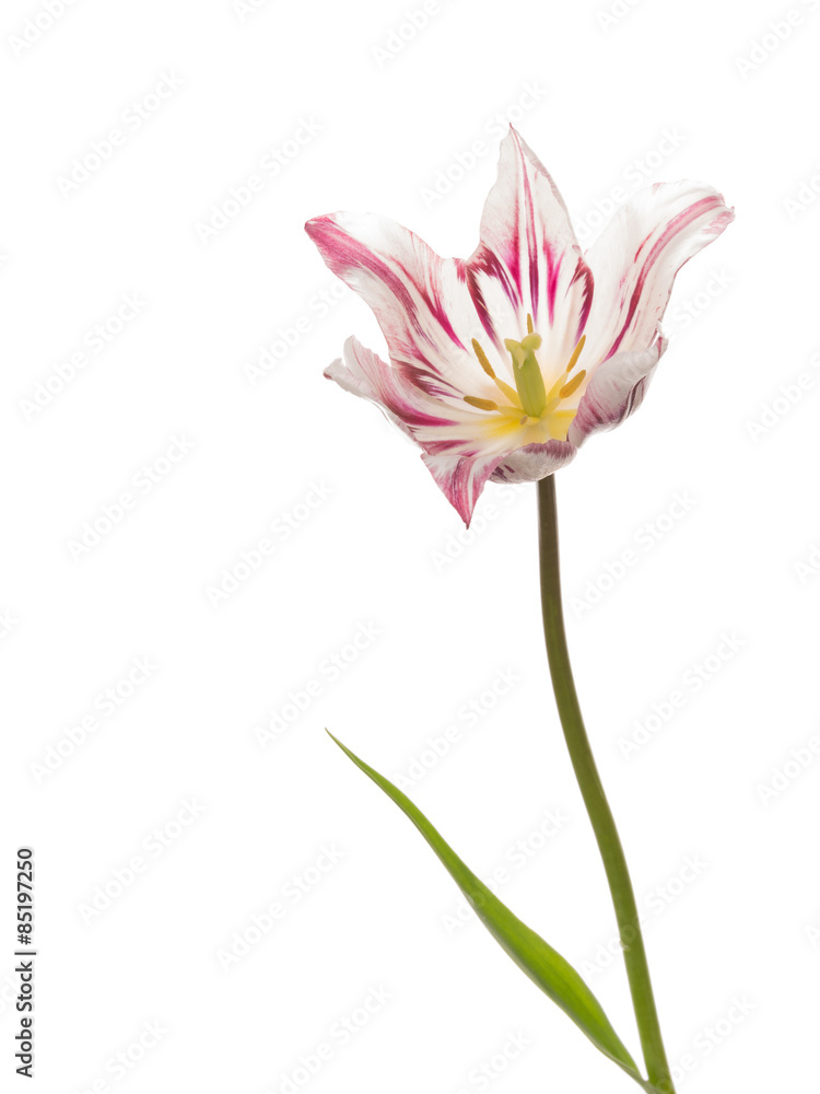 Fototapeta premium colorful tulip on white background