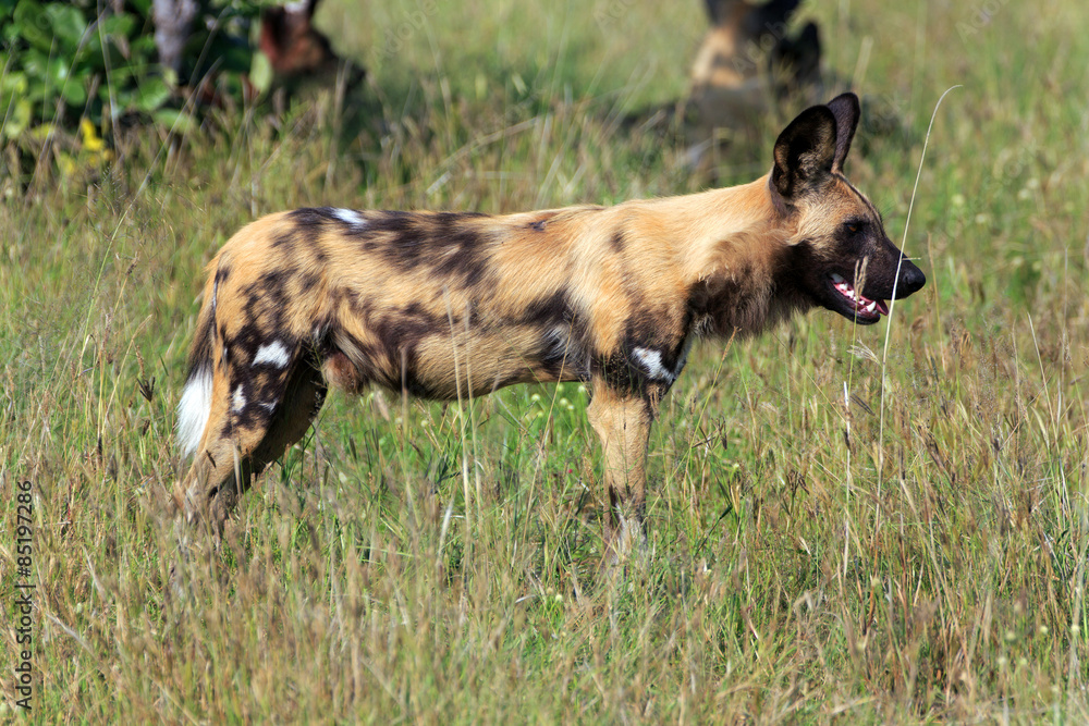 Wild Dog Wild Dog