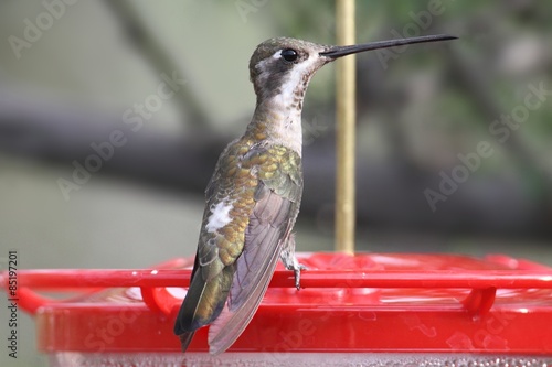 Plain-capped Starthroat (Heliomaster constantii) photo