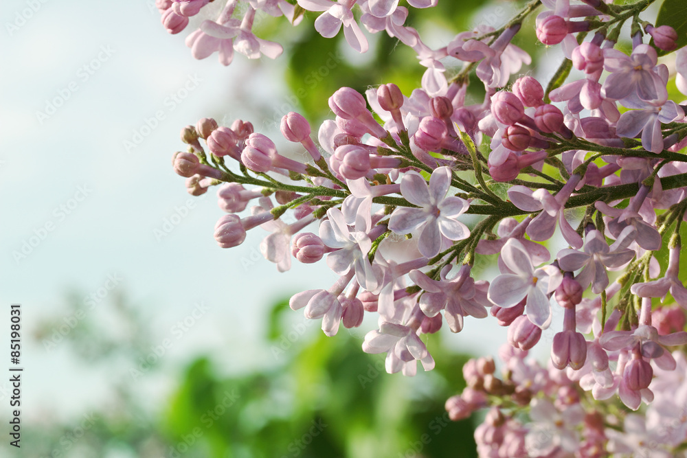 Fototapeta premium Beautiful bunch of lilacs on blue sky background. Shooting varie