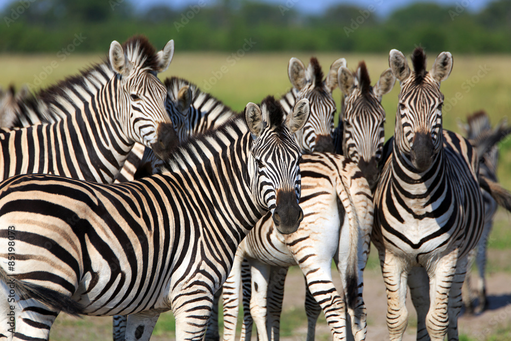 Naklejka premium Zebras