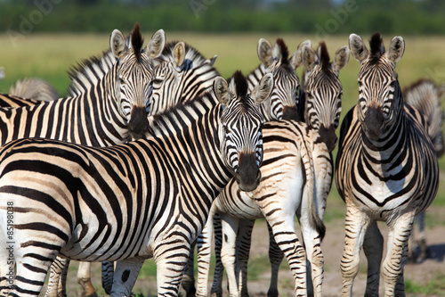 Fototapeta Naklejka Na Ścianę i Meble -  Zebras