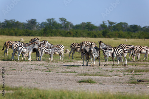 Zebras © Andreas Edelmann