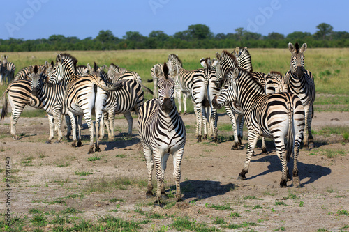 Zebras