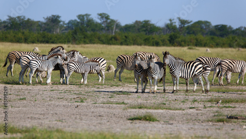 Zebras