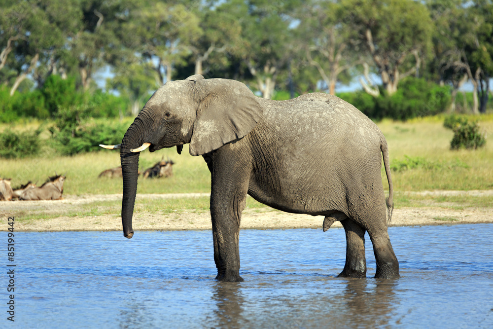 Fototapeta premium Elefant am Wasserloch
