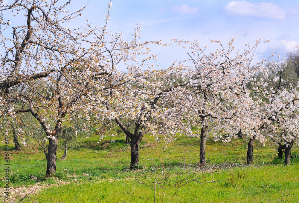 Orchard with cherry trees in bloom, spring in italy, selective focus Orchard with cherry trees in bloom, spring in italy, selective focus