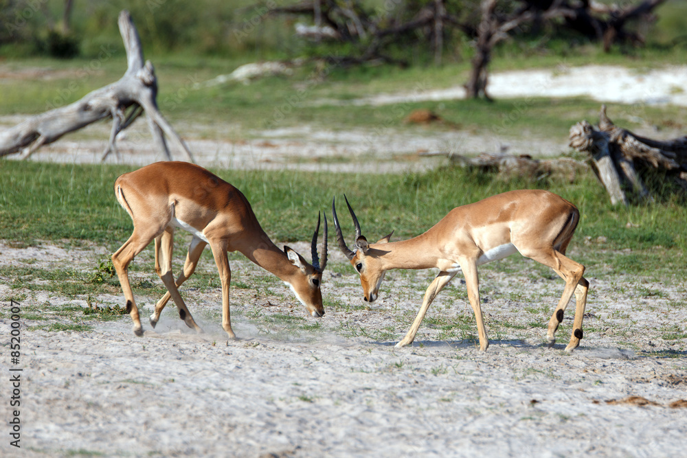 Impalas Impalas