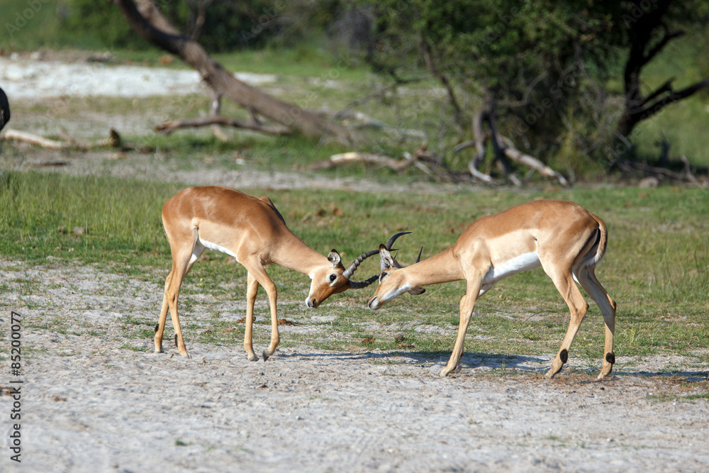 Fototapeta premium Impalas