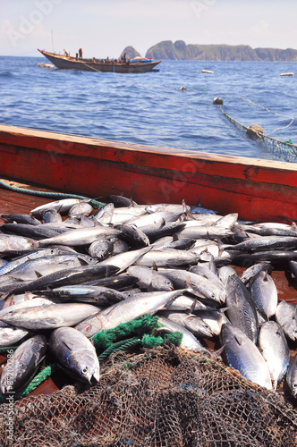Bumper catch of tuna fish