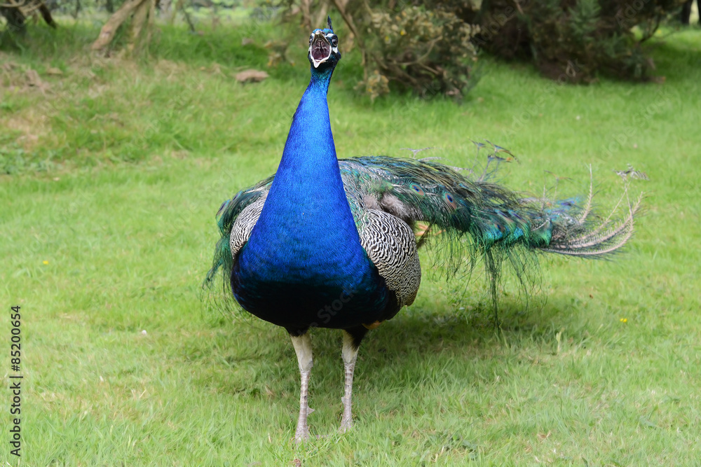 Fototapeta premium Peacock