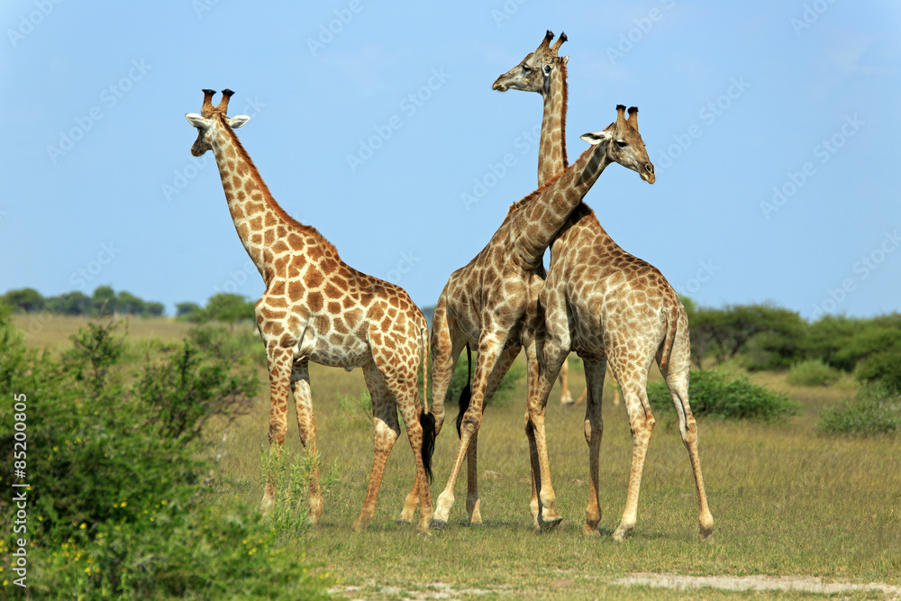 Obraz premium Giraffenbullen