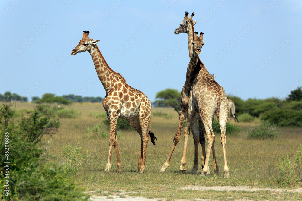 Obraz premium Giraffenbullen