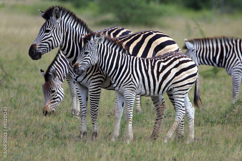Fototapeta premium Zebras