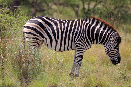 Fototapeta Naklejka Na Ścianę i Meble -  Zebra