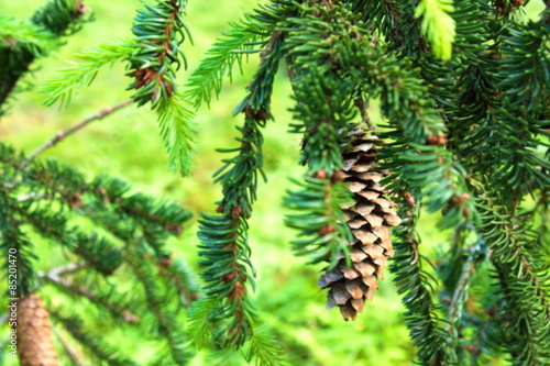 Pine Cone And Branches