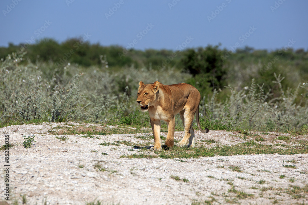 Obraz premium Löwin