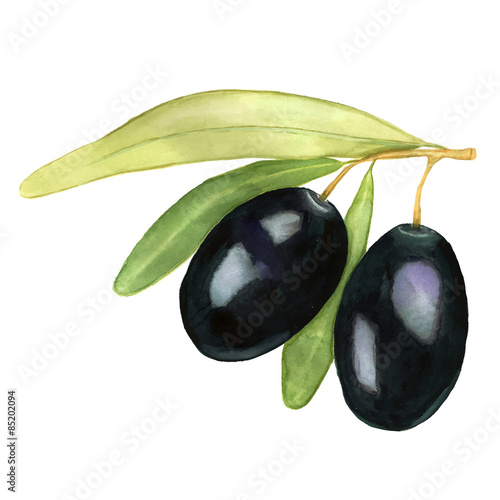 Watercolor vector illustration. Two black olives on twig with green leafs.