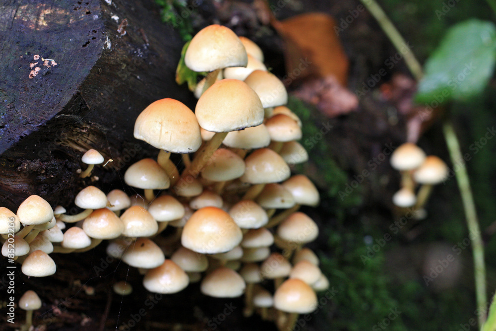 Toadstools Toadstools