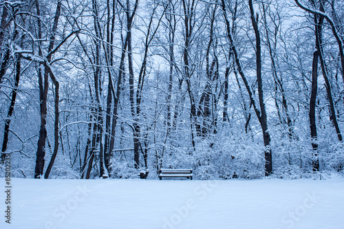 Winter Bench - Snow Covered Bench Rests On a Snowy Hill in Front of  Snow Covered Trees © ThinkTank Solutions