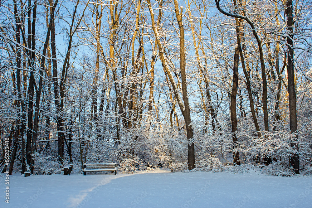 Sunny Snowy Morning - Snow Covered Bench Rests On a Snowy Hill in Front of Snow Covered Trees as the Morning Sun Bathes them in Warm Light Sunny Snowy Morning - Snow Covered Bench Rests On a Snowy Hill in Front of Snow Covered Trees as the Morning Sun Bathes them in Warm Light