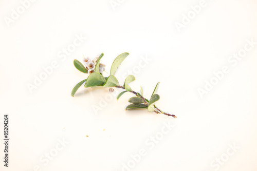 Vaccinium vitis-idaea, lingonberry flower