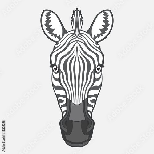 Zebra head