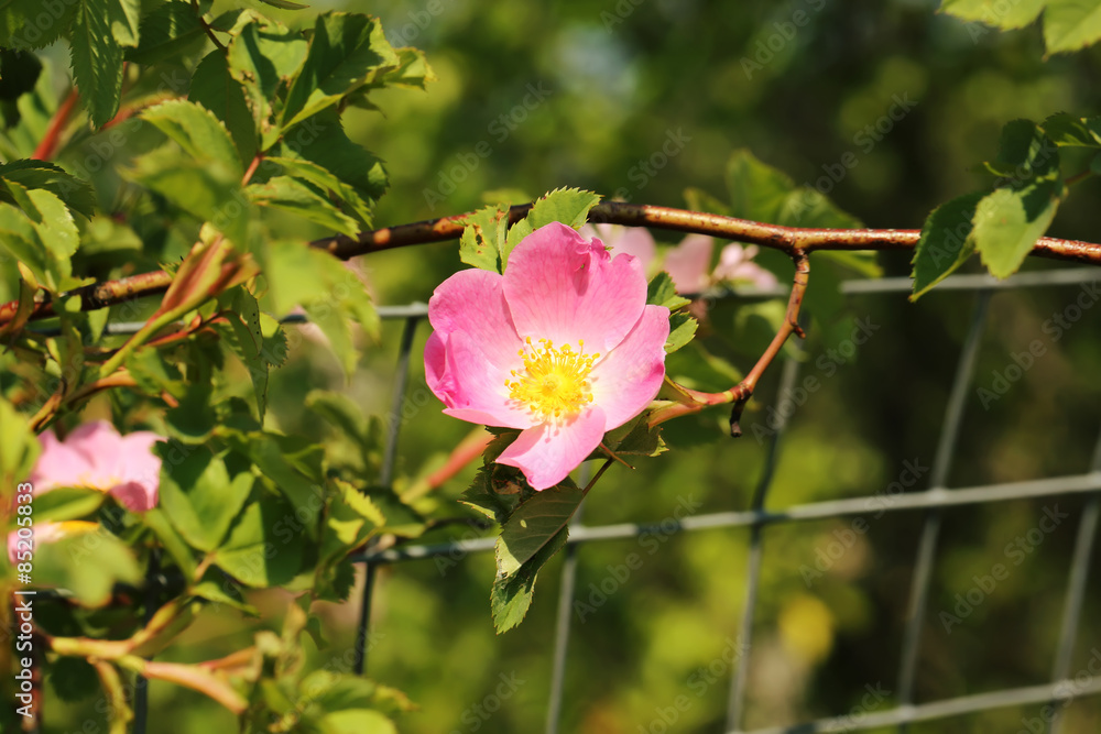 Fototapeta premium Rose rosehips bush in the garden summer spring
