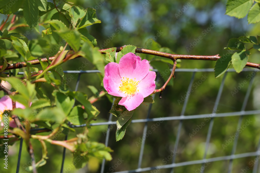 Rose rosehips bush in the garden summer spring Rose rosehips bush in the garden summer spring