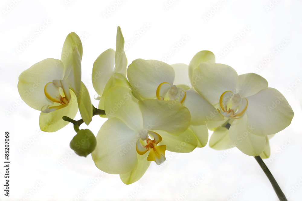 Naklejka premium biała orchidea na białym tle