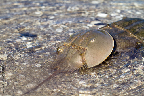 Male and female Horseshoe Crabs in act of mating