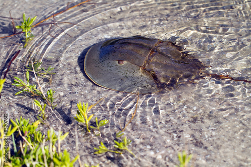 Horseshoe Crab swims in shallow water in Ding Darling National Wildlife Refuge in Florida