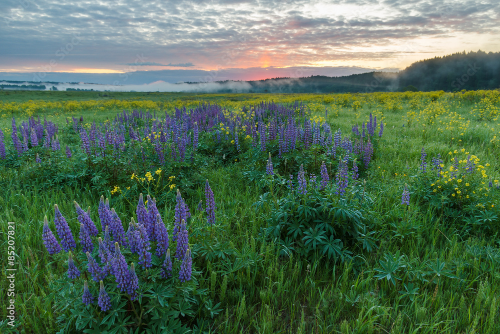 Fototapeta premium Blooming lupines in the summer on a background of dawn 