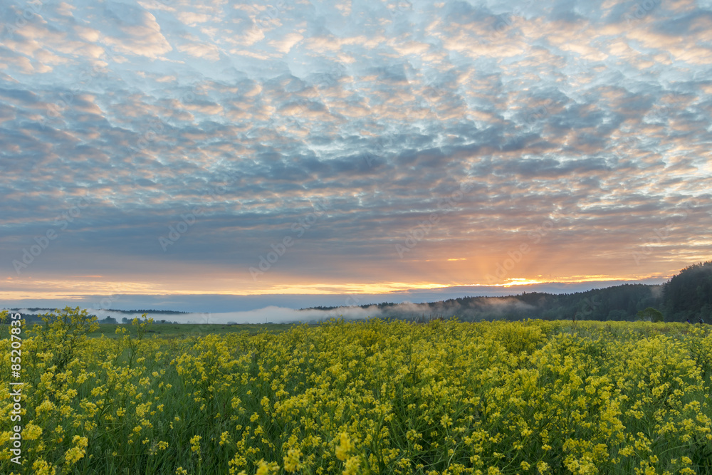 Summer sunrise in the blossoming field with yellow flowers
