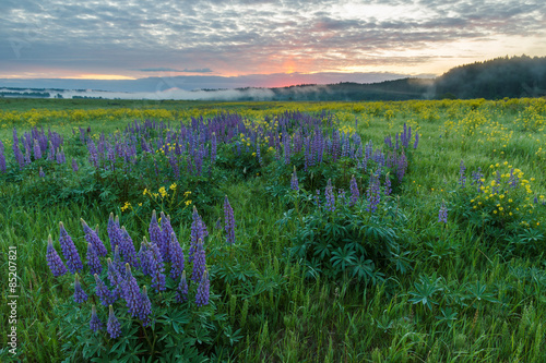 Blooming lupines in the summer on a background of dawn 