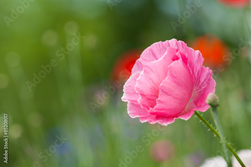 Fototapeta Naklejka Na Ścianę i Meble -  Pink Poppy