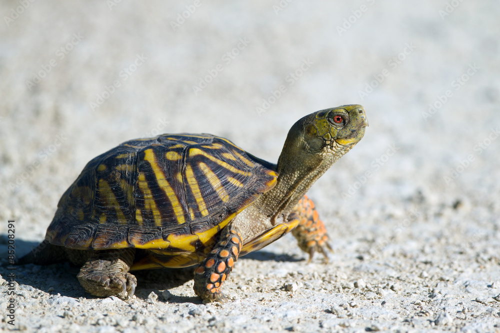 Naklejka premium An Ornate Box Turtle crosses a gravel road
