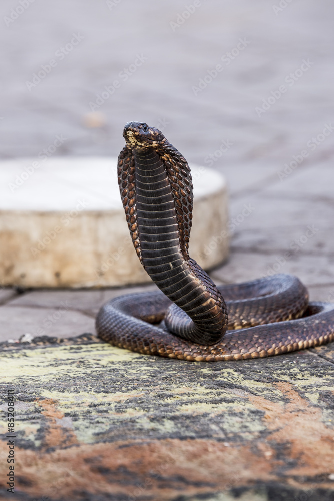 Fototapeta premium Egyptian cobra charmed at Jemaa el-Fnaa square, Marrakesh (Morocco)