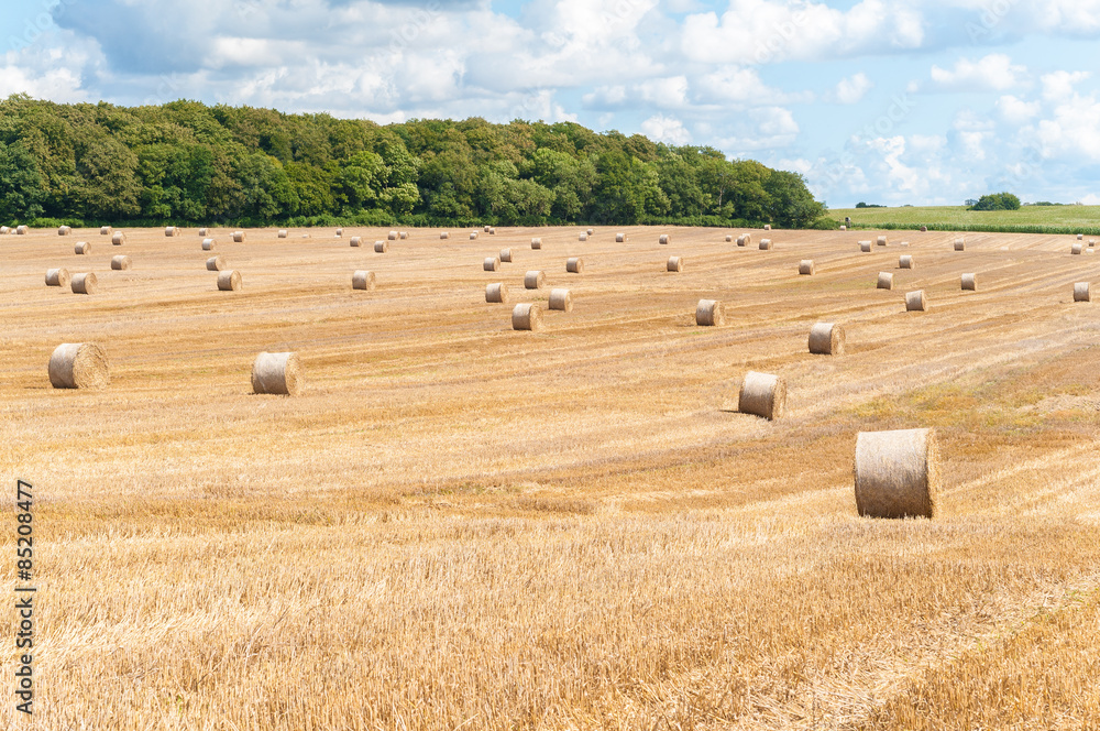 Fototapeta premium Strohballen auf abgemähtem Feld, Getreidestroh, Landwirtschaft, Sommerlandschaft