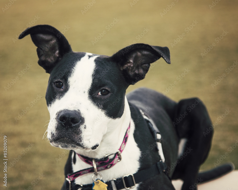 Rescue pitbull at the park posing for a photo