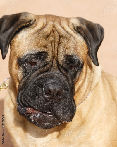 Mastiff with a silly look on his face at obedience trail © feeferlump